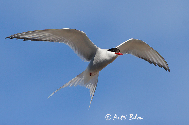 Avainsanat: Xatrac àrtic Havterne Noordse stern Arctic Tern Randtiir Lapintiira Sterne arctique Küstenseeschwalbe Sarki csér Kría Rødnebbterne Andorinha-do-mar-árctica Sterna paradisaea Charrán Artico Silvertärna