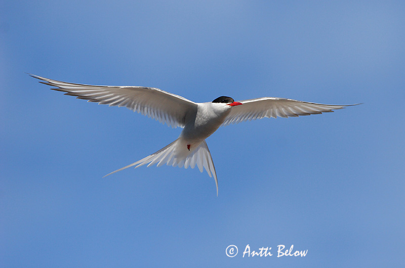 Avainsanat: Xatrac àrtic Havterne Noordse stern Arctic Tern Randtiir Lapintiira Sterne arctique Küstenseeschwalbe Sarki csér Kría Rødnebbterne Andorinha-do-mar-árctica Sterna paradisaea Charrán Artico Silvertärna