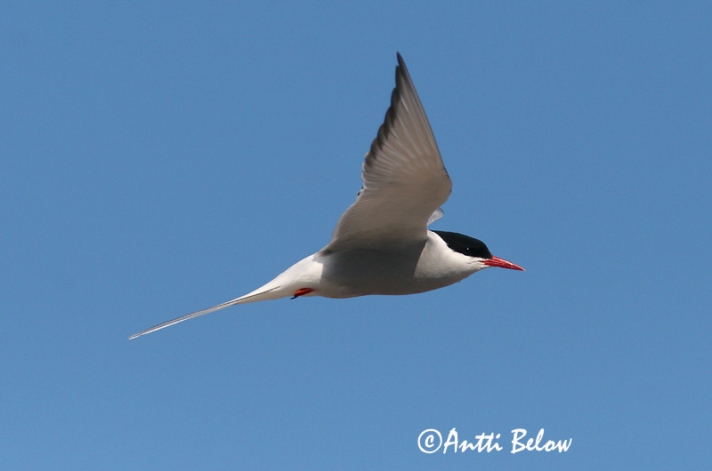 Avainsanat: Xatrac àrtic Havterne Noordse stern Arctic Tern Randtiir Lapintiira Sterne arctique Küstenseeschwalbe Sarki csér Kría Rødnebbterne Andorinha-do-mar-árctica Sterna paradisaea Charrán Artico Silvertärna