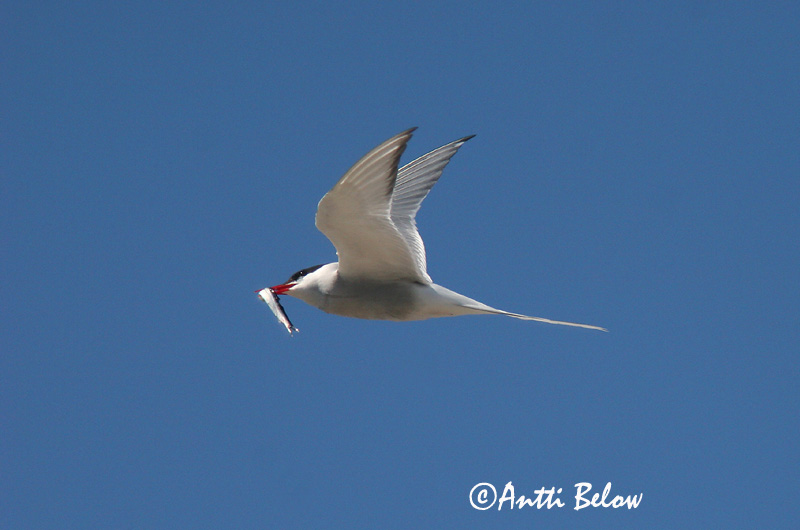 Avainsanat: Xatrac àrtic Havterne Noordse stern Arctic Tern Randtiir Lapintiira Sterne arctique Küstenseeschwalbe Sarki csér Kría Rødnebbterne Andorinha-do-mar-árctica Sterna paradisaea Charrán Artico Silvertärna