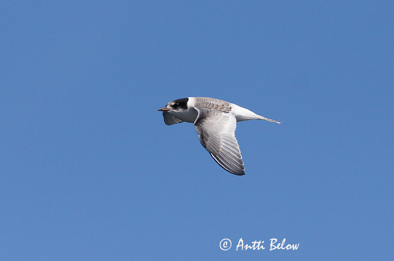 Avainsanat: Xatrac àrtic Havterne Noordse stern Arctic Tern Randtiir Lapintiira Sterne arctique Küstenseeschwalbe Sarki csér Kría Rødnebbterne Andorinha-do-mar-árctica Sterna paradisaea Charrán Artico Silvertärna