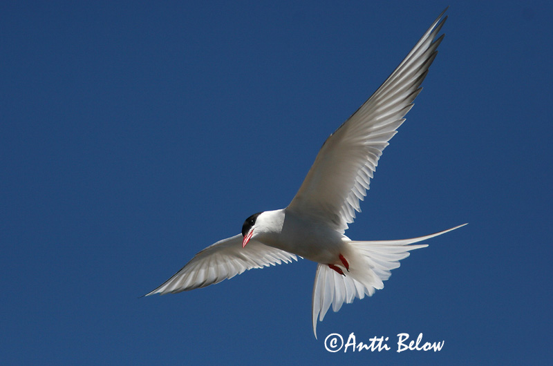 Avainsanat: Xatrac àrtic Havterne Noordse stern Arctic Tern Randtiir Lapintiira Sterne arctique Küstenseeschwalbe Sarki csér Kría Rødnebbterne Andorinha-do-mar-árctica Sterna paradisaea Charrán Artico Silvertärna