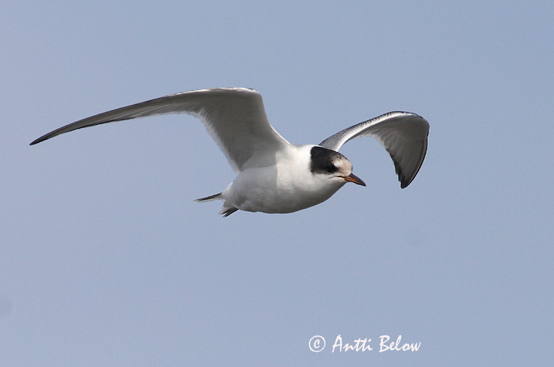 Avainsanat: Xatrac àrtic Havterne Noordse stern Arctic Tern Randtiir Lapintiira Sterne arctique Küstenseeschwalbe Sarki csér Kría Rødnebbterne Andorinha-do-mar-árctica Sterna paradisaea Charrán Artico Silvertärna