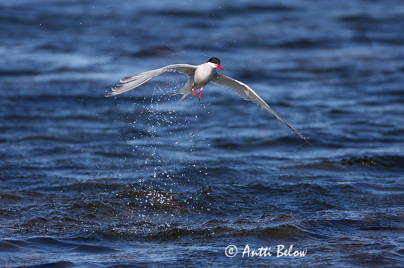 Avainsanat: Xatrac àrtic Havterne Noordse stern Arctic Tern Randtiir Lapintiira Sterne arctique Küstenseeschwalbe Sarki csér Kría Rødnebbterne Andorinha-do-mar-árctica Sterna paradisaea Charrán Artico Silvertärna