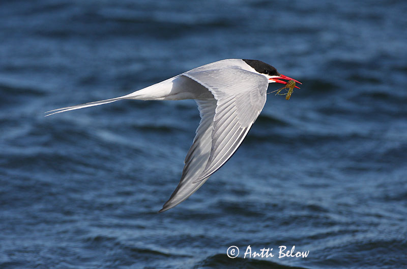 Avainsanat: Xatrac àrtic Havterne Noordse stern Arctic Tern Randtiir Lapintiira Sterne arctique Küstenseeschwalbe Sarki csér Kría Rødnebbterne Andorinha-do-mar-árctica Sterna paradisaea Charrán Artico Silvertärna
