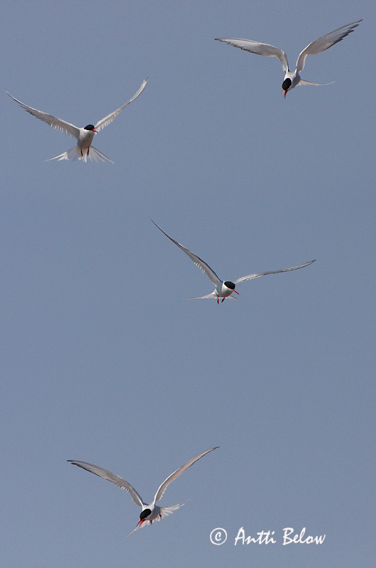 Avainsanat: Xatrac àrtic Havterne Noordse stern Arctic Tern Randtiir Lapintiira Sterne arctique Küstenseeschwalbe Sarki csér Kría Rødnebbterne Andorinha-do-mar-árctica Sterna paradisaea Charrán Artico Silvertärna
