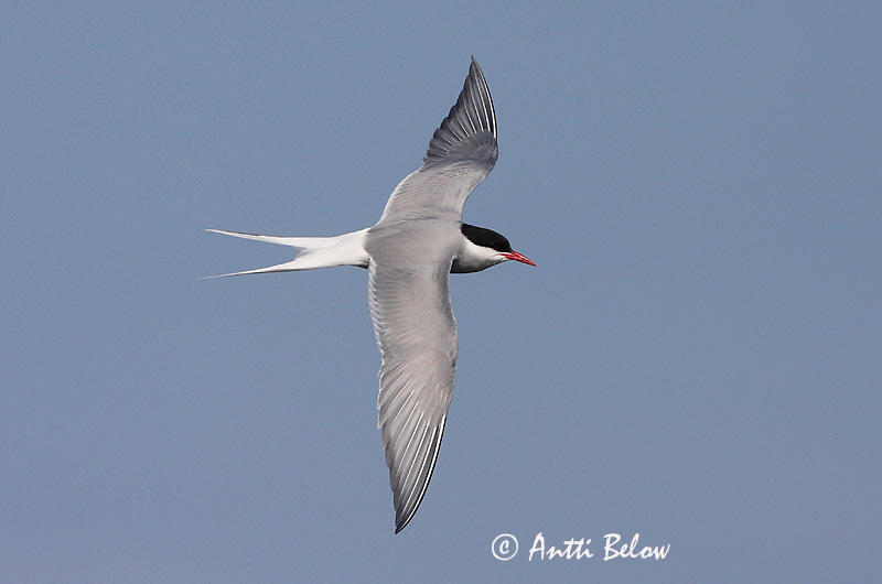 Avainsanat: Xatrac àrtic Havterne Noordse stern Arctic Tern Randtiir Lapintiira Sterne arctique Küstenseeschwalbe Sarki csér Kría Rødnebbterne Andorinha-do-mar-árctica Sterna paradisaea Charrán Artico Silvertärna
