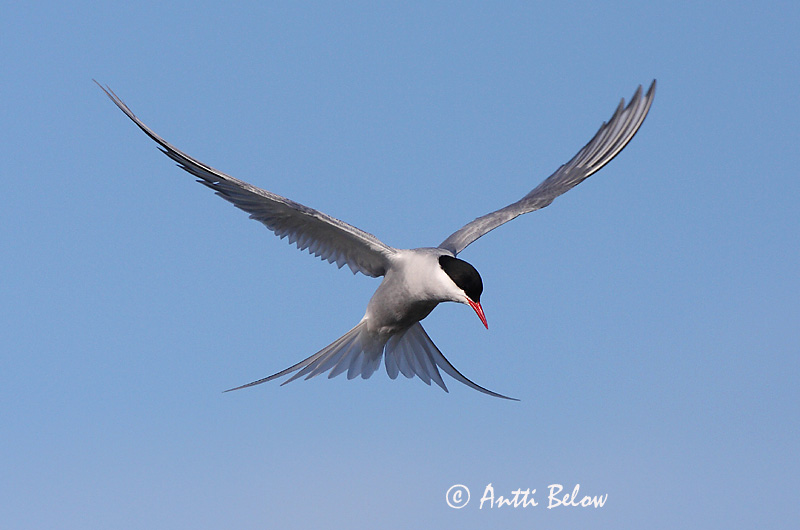 Avainsanat: Xatrac àrtic Havterne Noordse stern Arctic Tern Randtiir Lapintiira Sterne arctique Küstenseeschwalbe Sarki csér Kría Rødnebbterne Andorinha-do-mar-árctica Sterna paradisaea Charrán Artico Silvertärna
