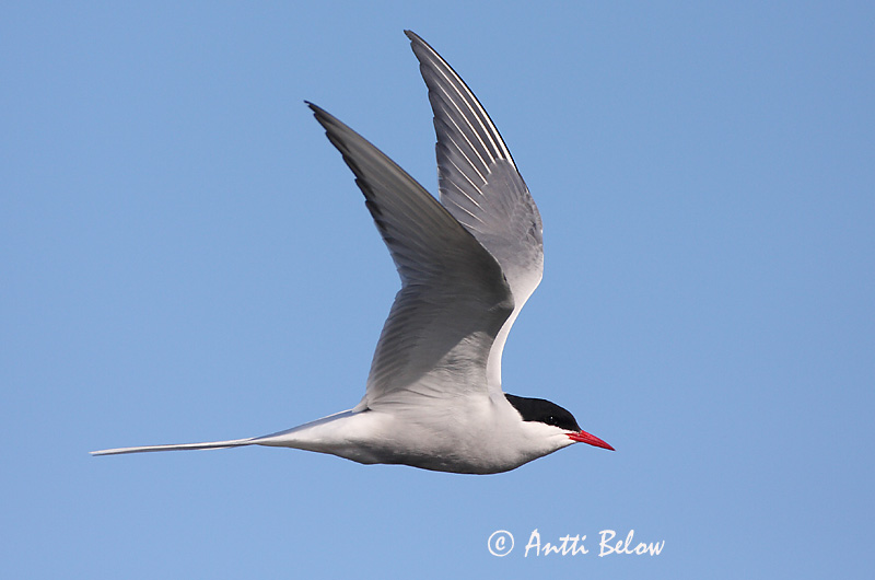 Avainsanat: Xatrac àrtic Havterne Noordse stern Arctic Tern Randtiir Lapintiira Sterne arctique Küstenseeschwalbe Sarki csér Kría Rødnebbterne Andorinha-do-mar-árctica Sterna paradisaea Charrán Artico Silvertärna