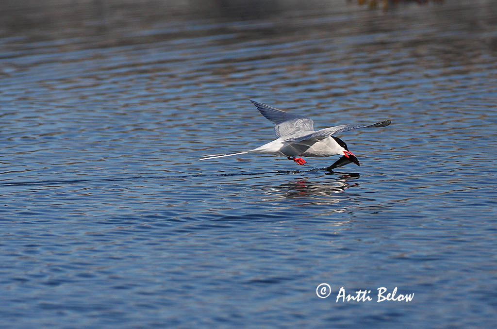 Avainsanat: Xatrac àrtic Havterne Noordse stern Arctic Tern Randtiir Lapintiira Sterne arctique Küstenseeschwalbe Sarki csér Kría Rødnebbterne Andorinha-do-mar-árctica Sterna paradisaea Charrán Artico Silvertärna
