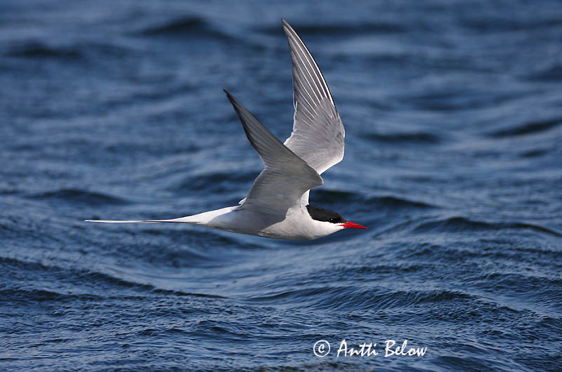 Avainsanat: Xatrac àrtic Havterne Noordse stern Arctic Tern Randtiir Lapintiira Sterne arctique Küstenseeschwalbe Sarki csér Kría Rødnebbterne Andorinha-do-mar-árctica Sterna paradisaea Charrán Artico Silvertärna