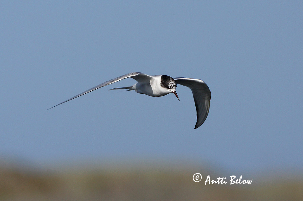 Avainsanat: Xatrac àrtic Havterne Noordse stern Arctic Tern Randtiir Lapintiira Sterne arctique Küstenseeschwalbe Sarki csér Kría Rødnebbterne Andorinha-do-mar-árctica Sterna paradisaea Charrán Artico Silvertärna