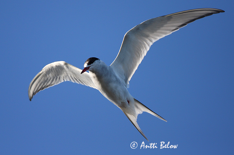 Avainsanat: Xatrac àrtic Havterne Noordse stern Arctic Tern Randtiir Lapintiira Sterne arctique Küstenseeschwalbe Sarki csér Kría Rødnebbterne Andorinha-do-mar-árctica Sterna paradisaea Charrán Artico Silvertärna