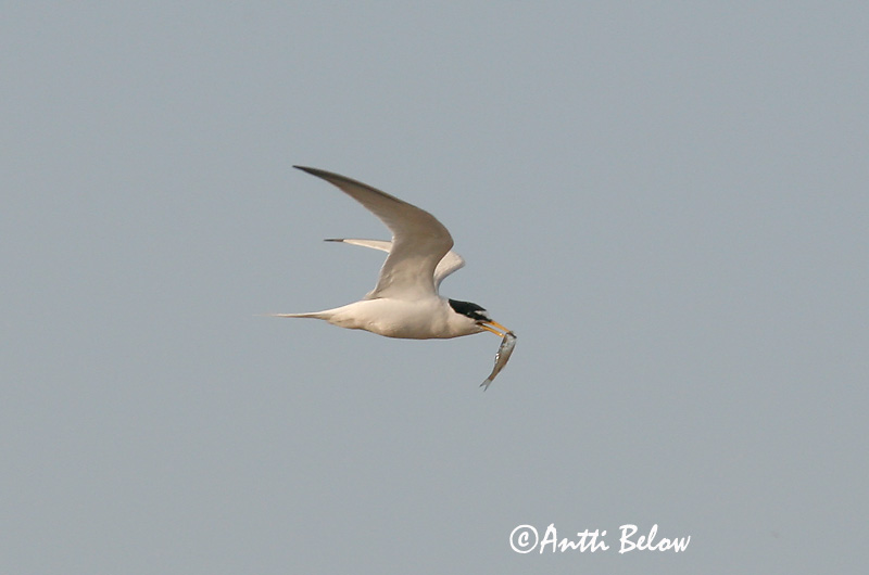 Avainsanat: Xatrac menut Dværgterne Dwergstern Little Tern Väiketiir Pikkutiira Sterne naine Zwergseeschwalbe Kis csér Dvergþerna Dvergterne Andorinha-do-mar-anã Sterna albifrons Charrancito Común Småtärna
