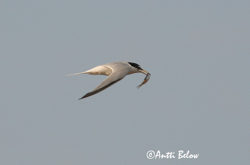 Avainsanat: Xatrac menut Dværgterne Dwergstern Little Tern Väiketiir Pikkutiira Sterne naine Zwergseeschwalbe Kis csér Dvergþerna Dvergterne Andorinha-do-mar-anã Sterna albifrons Charrancito Común Småtärna