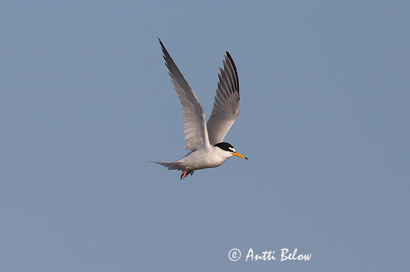 Avainsanat: Xatrac menut Dværgterne Dwergstern Little Tern Väiketiir Pikkutiira Sterne naine Zwergseeschwalbe Kis csér Dvergþerna Dvergterne Andorinha-do-mar-anã Sterna albifrons Charrancito Común Småtärna