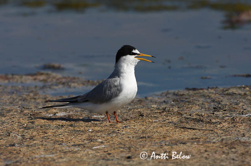 Avainsanat: Xatrac menut Dværgterne Dwergstern Little Tern Väiketiir Pikkutiira Sterne naine Zwergseeschwalbe Kis csér Dvergþerna Dvergterne Andorinha-do-mar-anã Sterna albifrons Charrancito Común Småtärna