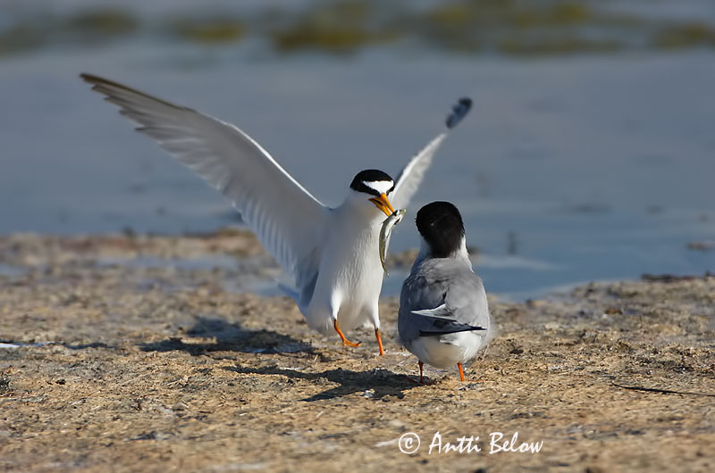 Avainsanat: Xatrac menut Dværgterne Dwergstern Little Tern Väiketiir Pikkutiira Sterne naine Zwergseeschwalbe Kis csér Dvergþerna Dvergterne Andorinha-do-mar-anã Sterna albifrons Charrancito Común Småtärna