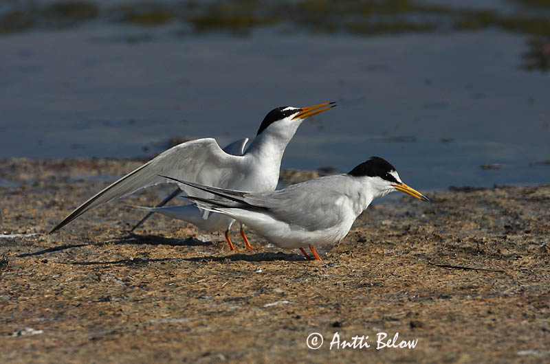 Avainsanat: Xatrac menut Dværgterne Dwergstern Little Tern Väiketiir Pikkutiira Sterne naine Zwergseeschwalbe Kis csér Dvergþerna Dvergterne Andorinha-do-mar-anã Sterna albifrons Charrancito Común Småtärna