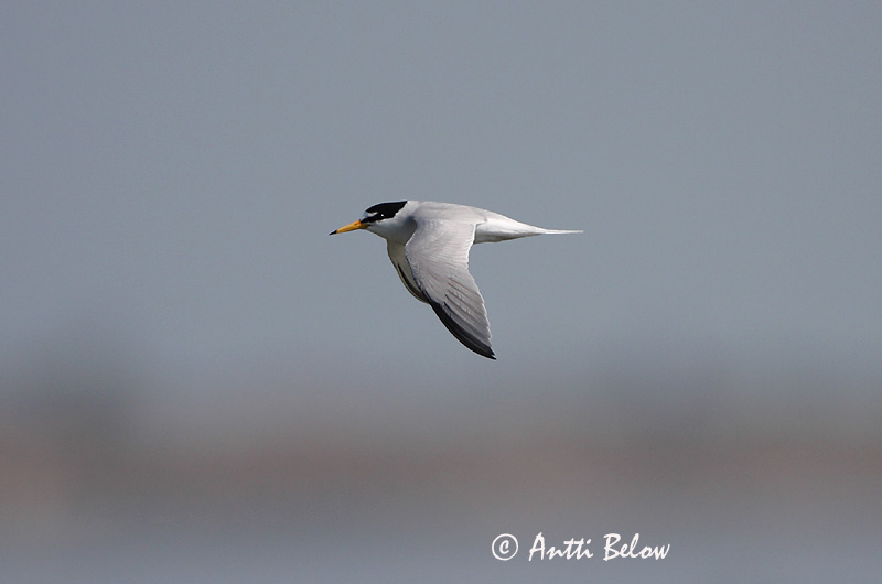 Avainsanat: Xatrac menut Dværgterne Dwergstern Little Tern Väiketiir Pikkutiira Sterne naine Zwergseeschwalbe Kis csér Dvergþerna Dvergterne Andorinha-do-mar-anã Sterna albifrons Charrancito Común Småtärna