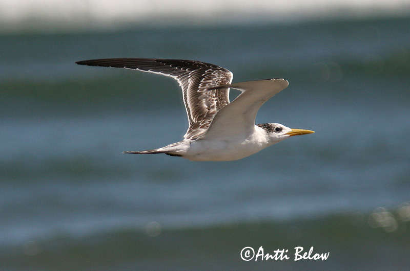 Avainsanat: Isotöyhtötiira Grote kuifstern Greater Crested Tern Sterne huppée Eilseeschwalbe Hinduterne Sterna bergii Charrán Piquigualdo Tofstärna