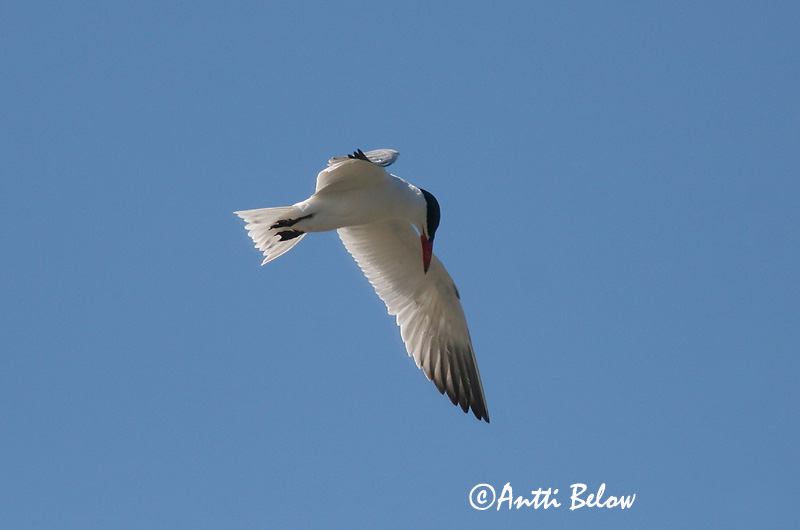 Avainsanat: Xatrac gros Rovterne Reuzenstern Caspian Tern Räusktiir Räyskä Sterne caspienne Raubseeschwalbe Lócsér Ránþerna Rovterne Gaivina-de-bico-vermelho Sterna caspia Pagaza Piquirroja Skräntärna