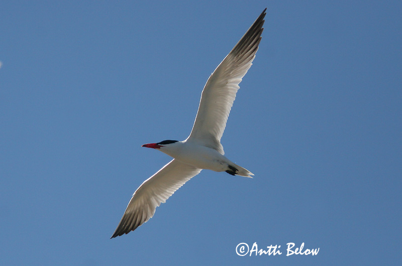 Avainsanat: Xatrac gros Rovterne Reuzenstern Caspian Tern Räusktiir Räyskä Sterne caspienne Raubseeschwalbe Lócsér Ránþerna Rovterne Gaivina-de-bico-vermelho Sterna caspia Pagaza Piquirroja Skräntärna