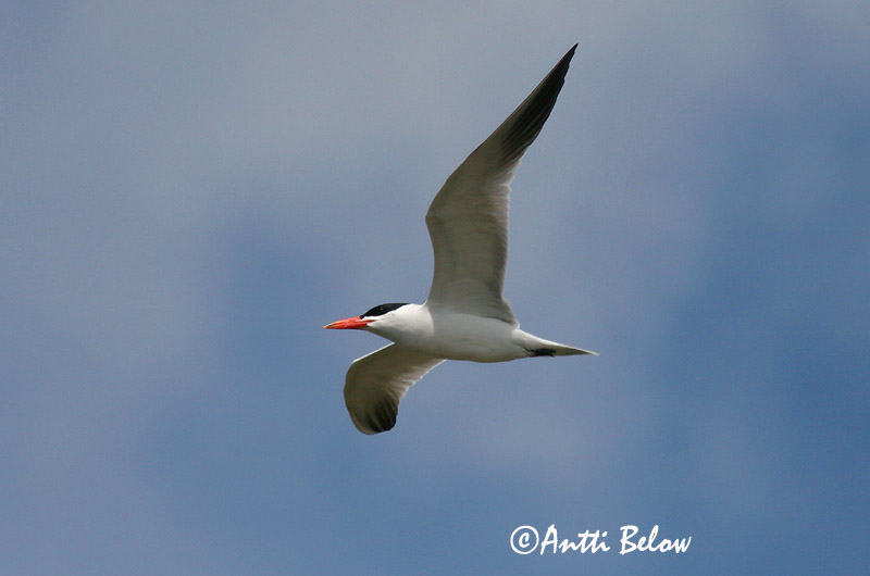 Avainsanat: Xatrac gros Rovterne Reuzenstern Caspian Tern Räusktiir Räyskä Sterne caspienne Raubseeschwalbe Lócsér Ránþerna Rovterne Gaivina-de-bico-vermelho Sterna caspia Pagaza Piquirroja Skräntärna