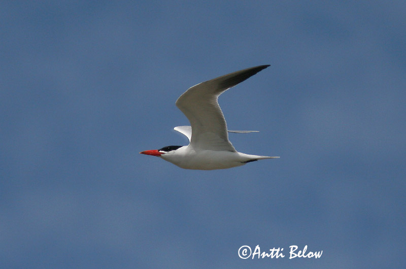 Avainsanat: Xatrac gros Rovterne Reuzenstern Caspian Tern Räusktiir Räyskä Sterne caspienne Raubseeschwalbe Lócsér Ránþerna Rovterne Gaivina-de-bico-vermelho Sterna caspia Pagaza Piquirroja Skräntärna