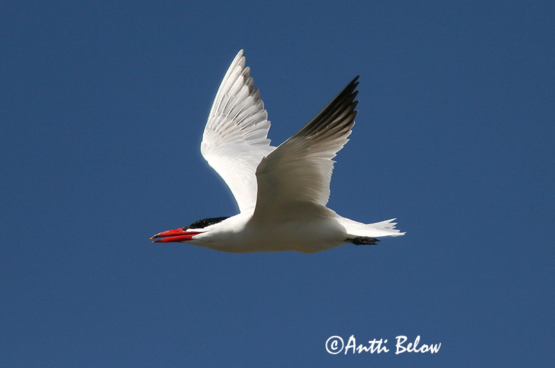 Avainsanat: Xatrac gros Rovterne Reuzenstern Caspian Tern Räusktiir Räyskä Sterne caspienne Raubseeschwalbe Lócsér Ránþerna Rovterne Gaivina-de-bico-vermelho Sterna caspia Pagaza Piquirroja Skräntärna