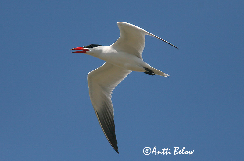 Avainsanat: Xatrac gros Rovterne Reuzenstern Caspian Tern Räusktiir Räyskä Sterne caspienne Raubseeschwalbe Lócsér Ránþerna Rovterne Gaivina-de-bico-vermelho Sterna caspia Pagaza Piquirroja Skräntärna