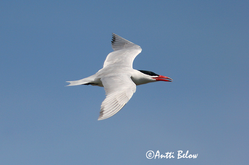 Avainsanat: Xatrac gros Rovterne Reuzenstern Caspian Tern Räusktiir Räyskä Sterne caspienne Raubseeschwalbe Lócsér Ránþerna Rovterne Gaivina-de-bico-vermelho Sterna caspia Pagaza Piquirroja Skräntärna