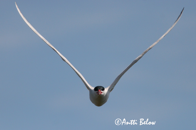 Avainsanat: Xatrac gros Rovterne Reuzenstern Caspian Tern Räusktiir Räyskä Sterne caspienne Raubseeschwalbe Lócsér Ránþerna Rovterne Gaivina-de-bico-vermelho Sterna caspia Pagaza Piquirroja Skräntärna