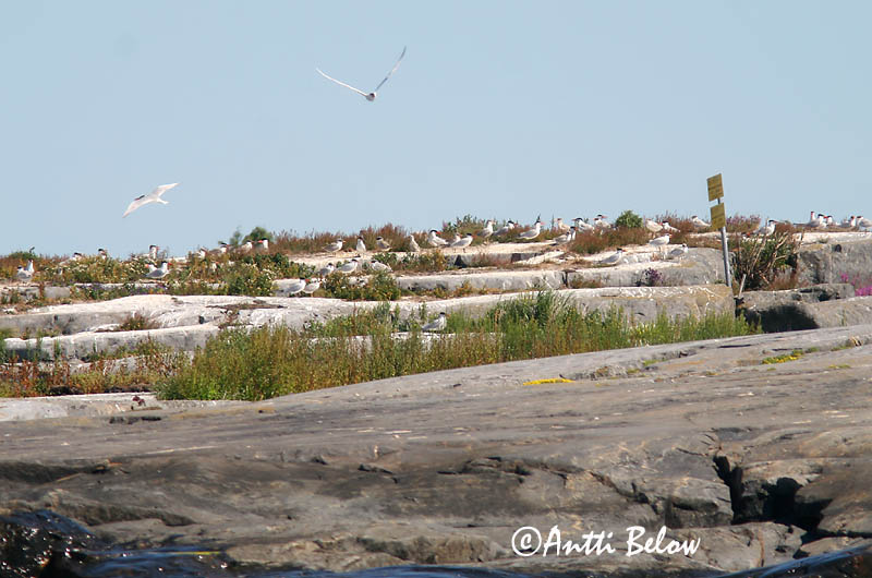Avainsanat: Xatrac gros Rovterne Reuzenstern Caspian Tern Räusktiir Räyskä Sterne caspienne Raubseeschwalbe Lócsér Ránþerna Rovterne Gaivina-de-bico-vermelho Sterna caspia Pagaza Piquirroja Skräntärna