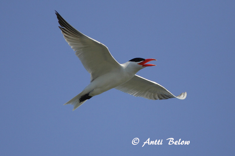Avainsanat: Xatrac gros Rovterne Reuzenstern Caspian Tern Räusktiir Räyskä Sterne caspienne Raubseeschwalbe Lócsér Ránþerna Rovterne Gaivina-de-bico-vermelho Sterna caspia Pagaza Piquirroja Skräntärna