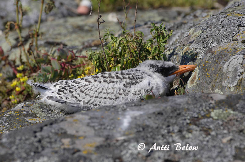 Avainsanat: Xatrac gros Rovterne Reuzenstern Caspian Tern Räusktiir Räyskä Sterne caspienne Raubseeschwalbe Lócsér Ránþerna Rovterne Gaivina-de-bico-vermelho Sterna caspia Pagaza Piquirroja Skräntärna