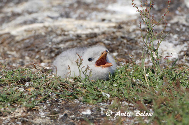 Avainsanat: Xatrac gros Rovterne Reuzenstern Caspian Tern Räusktiir Räyskä Sterne caspienne Raubseeschwalbe Lócsér Ránþerna Rovterne Gaivina-de-bico-vermelho Sterna caspia Pagaza Piquirroja Skräntärna