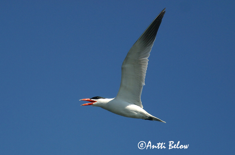 Avainsanat: Xatrac gros Rovterne Reuzenstern Caspian Tern Räusktiir Räyskä Sterne caspienne Raubseeschwalbe Lócsér Ránþerna Rovterne Gaivina-de-bico-vermelho Sterna caspia Pagaza Piquirroja Skräntärna