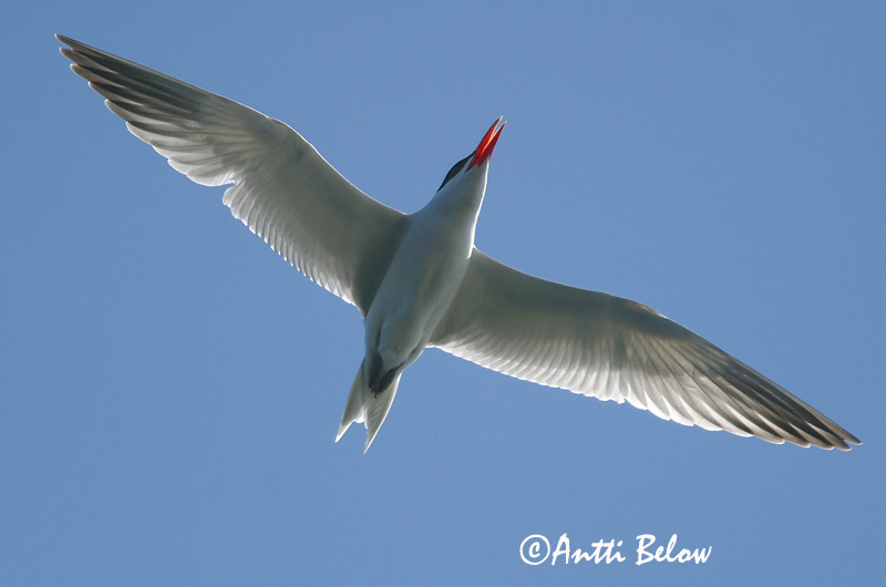 Avainsanat: Xatrac gros Rovterne Reuzenstern Caspian Tern Räusktiir Räyskä Sterne caspienne Raubseeschwalbe Lócsér Ránþerna Rovterne Gaivina-de-bico-vermelho Sterna caspia Pagaza Piquirroja Skräntärna