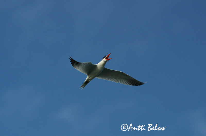 Avainsanat: Xatrac gros Rovterne Reuzenstern Caspian Tern Räusktiir Räyskä Sterne caspienne Raubseeschwalbe Lócsér Ránþerna Rovterne Gaivina-de-bico-vermelho Sterna caspia Pagaza Piquirroja Skräntärna