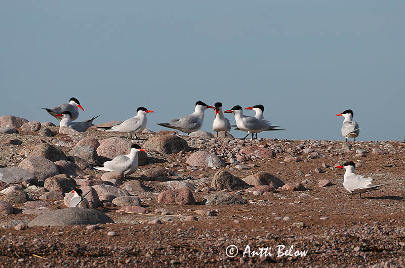 Avainsanat: Xatrac gros Rovterne Reuzenstern Caspian Tern Räusktiir Räyskä Sterne caspienne Raubseeschwalbe Lócsér Ránþerna Rovterne Gaivina-de-bico-vermelho Sterna caspia Pagaza Piquirroja Skräntärna