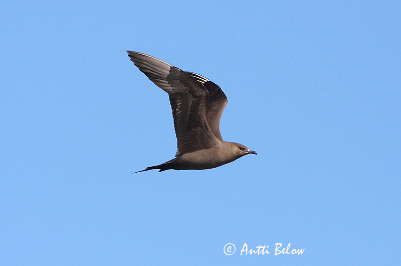Avainsanat: Paràsit cuapunxegut Kleine jager Arctic Skua Parasitic Skua Söödikänn Merikihu Labbe parasite Schmarotzerraubmöwe Tyvjo Stercorarius parasiticus Págalo Parásito Labb Kustlabb