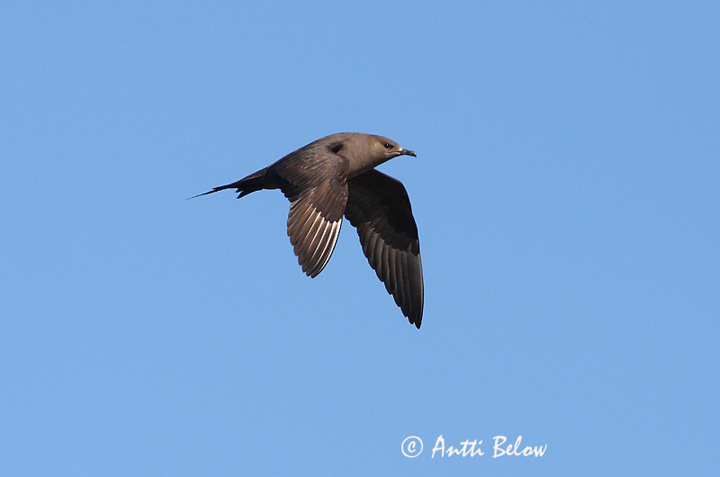 Avainsanat: Paràsit cuapunxegut Kleine jager Arctic Skua Parasitic Skua Söödikänn Merikihu Labbe parasite Schmarotzerraubmöwe Tyvjo Stercorarius parasiticus Págalo Parásito Labb Kustlabb
