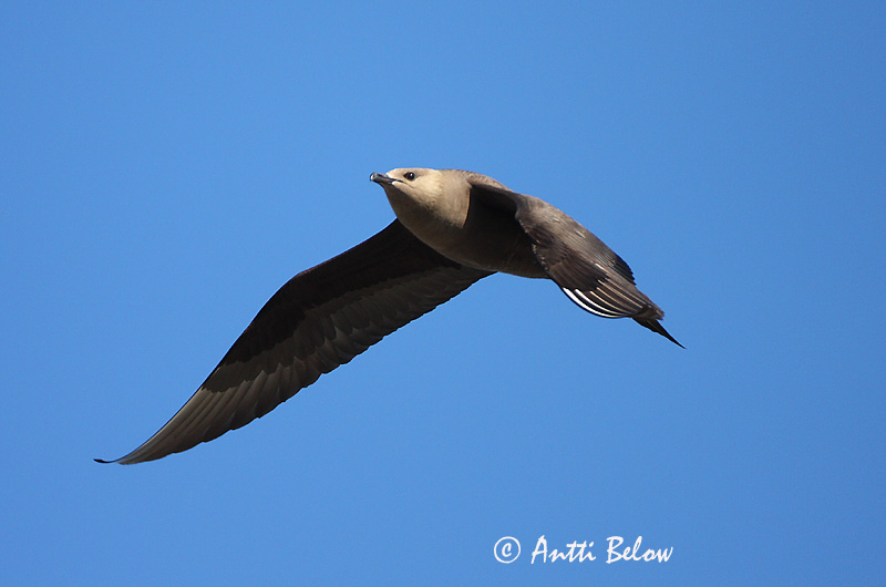 Avainsanat: Paràsit cuapunxegut Kleine jager Arctic Skua Parasitic Skua Söödikänn Merikihu Labbe parasite Schmarotzerraubmöwe Tyvjo Stercorarius parasiticus Págalo Parásito Labb Kustlabb
