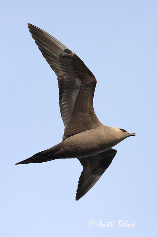 Avainsanat: Paràsit cuapunxegut Kleine jager Arctic Skua Parasitic Skua Söödikänn Merikihu Labbe parasite Schmarotzerraubmöwe Tyvjo Stercorarius parasiticus Págalo Parásito Labb Kustlabb