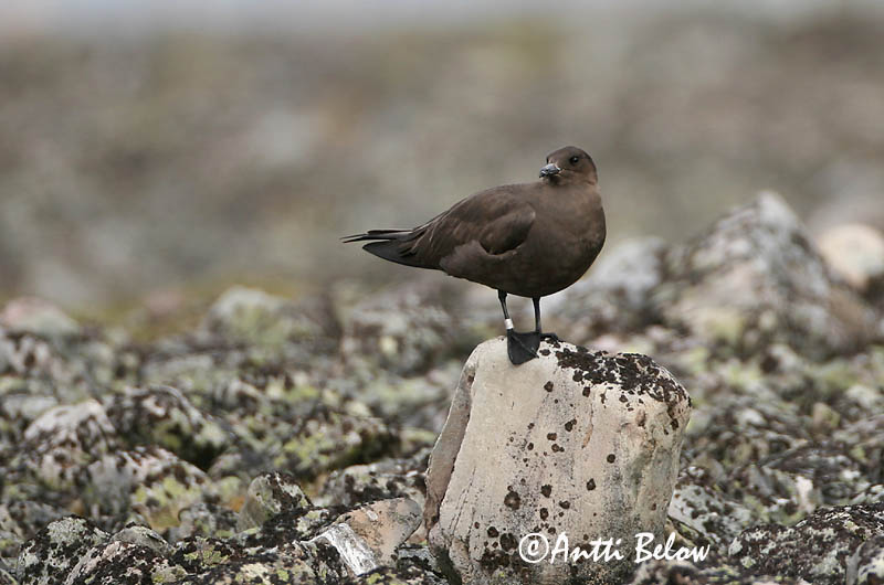 Avainsanat: Paràsit cuapunxegut Kleine jager Arctic Skua Parasitic Skua Söödikänn Merikihu Labbe parasite Schmarotzerraubmöwe Tyvjo Stercorarius parasiticus Págalo Parásito Labb Kustlabb