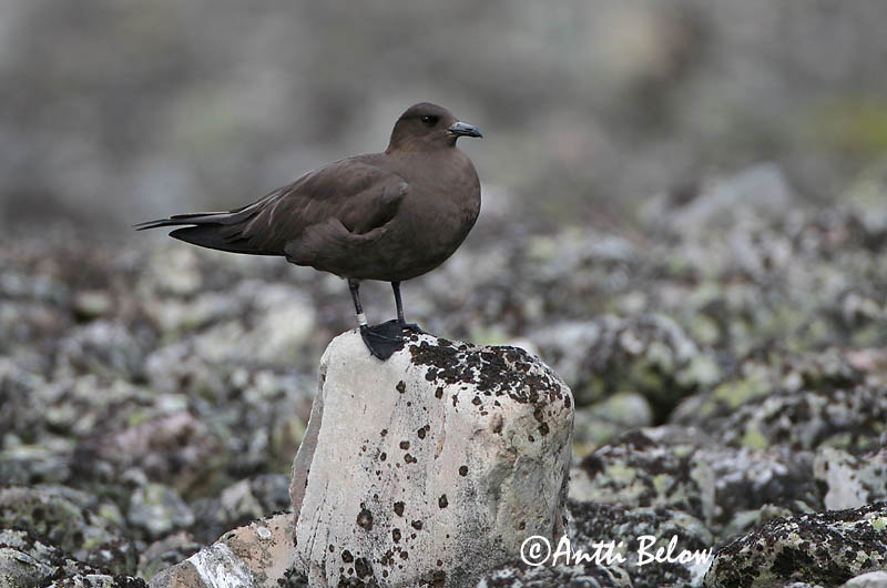 Avainsanat: Paràsit cuapunxegut Kleine jager Arctic Skua Parasitic Skua Söödikänn Merikihu Labbe parasite Schmarotzerraubmöwe Tyvjo Stercorarius parasiticus Págalo Parásito Labb Kustlabb
