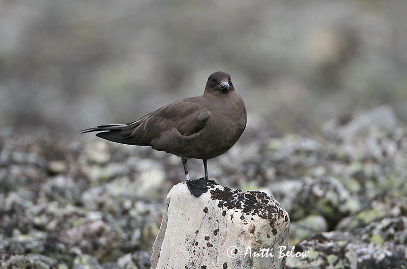 Avainsanat: Paràsit cuapunxegut Kleine jager Arctic Skua Parasitic Skua Söödikänn Merikihu Labbe parasite Schmarotzerraubmöwe Tyvjo Stercorarius parasiticus Págalo Parásito Labb Kustlabb