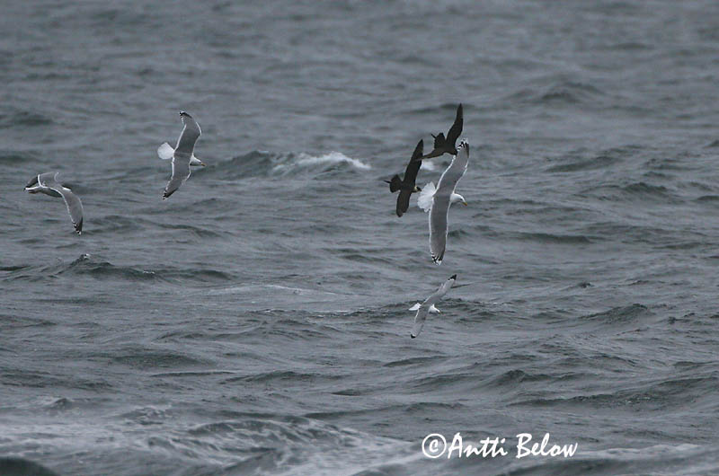 Avainsanat: Paràsit cuapunxegut Kleine jager Arctic Skua Parasitic Skua Söödikänn Merikihu Labbe parasite Schmarotzerraubmöwe Tyvjo Stercorarius parasiticus Págalo Parásito Labb Kustlabb