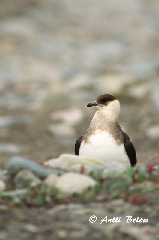 Avainsanat: Paràsit cuapunxegut Kleine jager Arctic Skua Parasitic Skua Söödikänn Merikihu Labbe parasite Schmarotzerraubmöwe Tyvjo Stercorarius parasiticus Págalo Parásito Labb Kustlabb